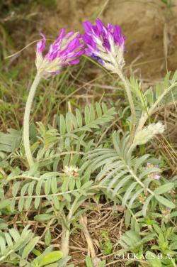 Astragalus vesicarius L. subsp. albidus (Waldst. et Kit.) Braun-Blanq. 3.Kép
