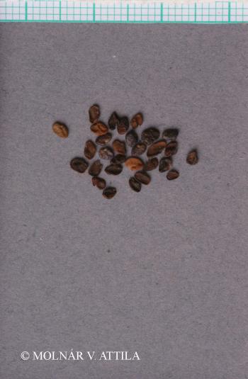 Astragalus vesicarius L. subsp. albidus (Waldst. et Kit.) Braun-Blanq. 4.Kép