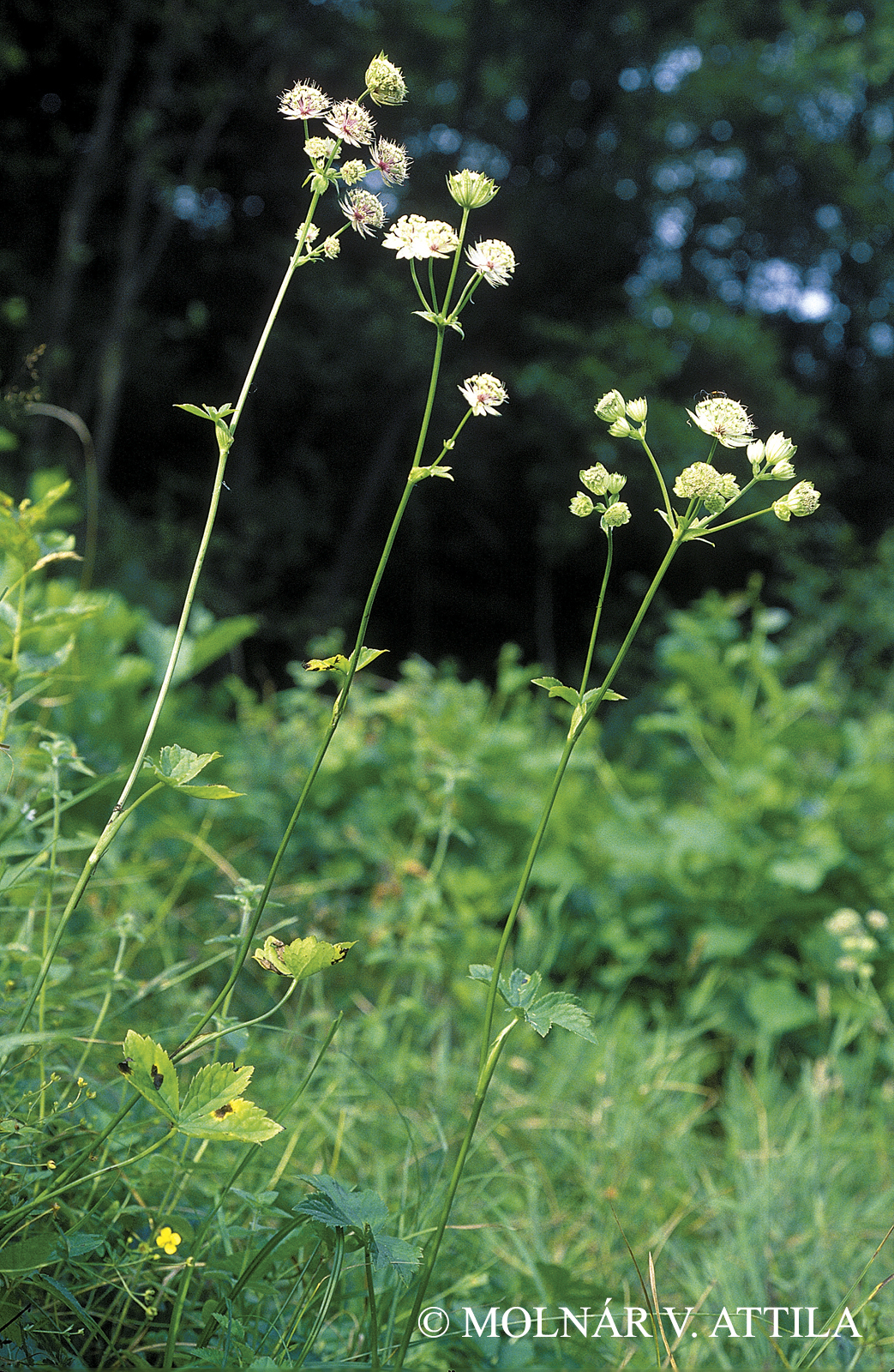 Astrantia major L.