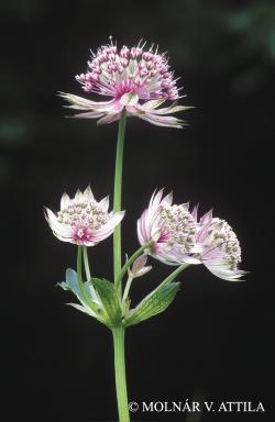 Astrantia major L. 2.Kép