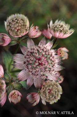 Astrantia major L. 3.Kép