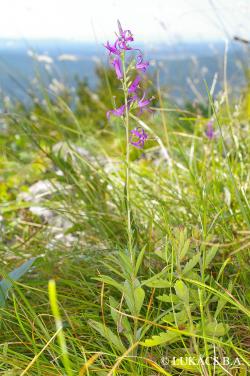 Asyneuma canescens (Waldst. et Kit.) Griseb. et Schenk 2.Image
