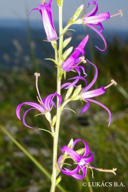 Asyneuma canescens (Waldst. et Kit.) Griseb. et Schenk 3.Image
