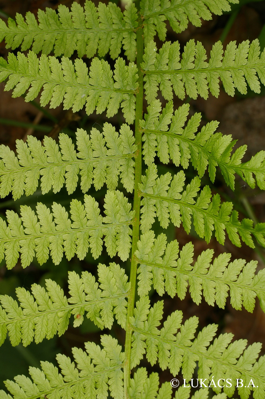 Athyrium filix-femina (L.) Roth