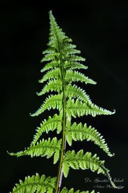 Athyrium filix-femina (L.) Roth 2.Image
