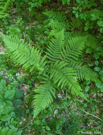 Athyrium filix-femina (L.) Roth 3.Image