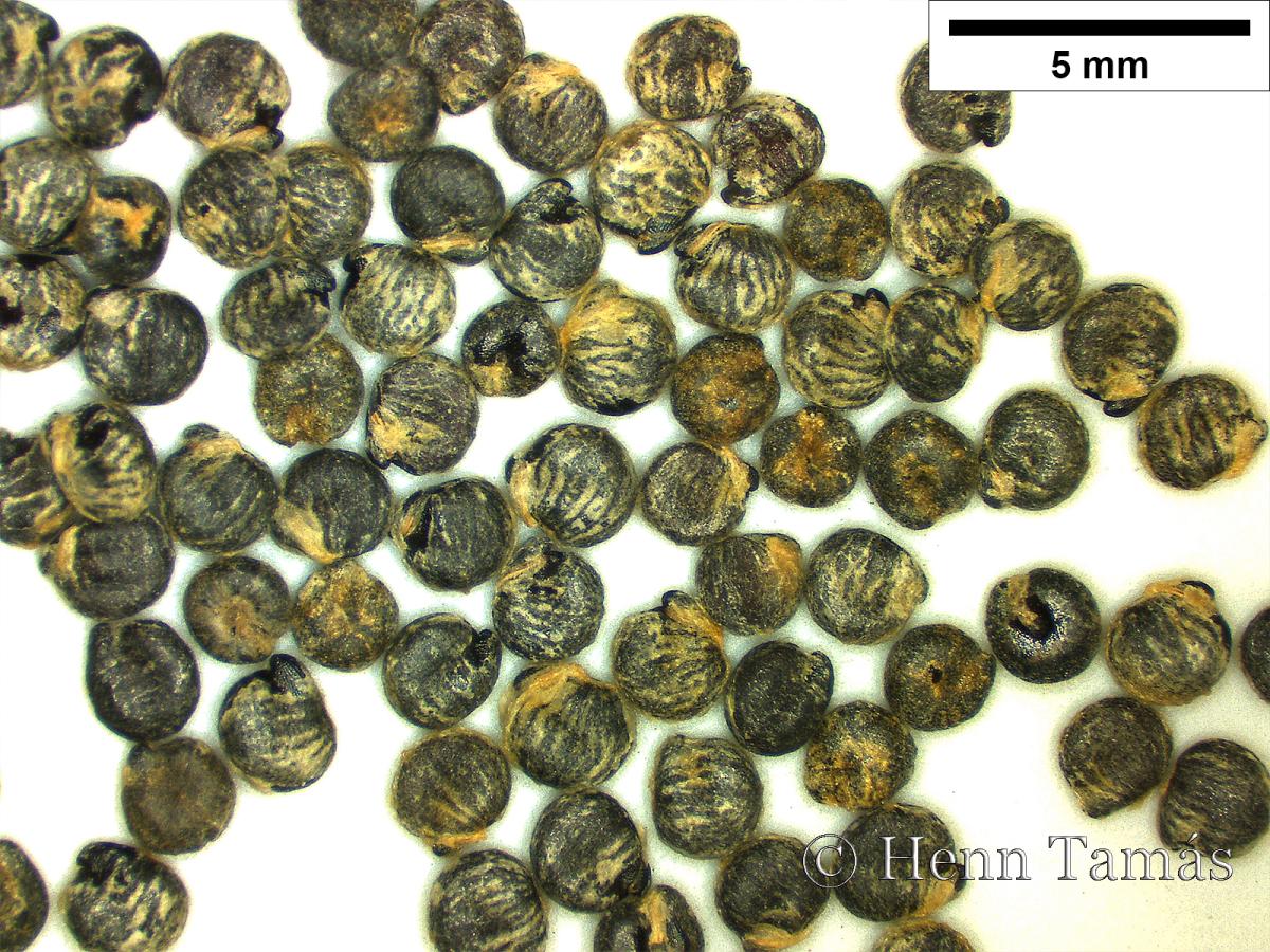 Atriplex hortensis L.