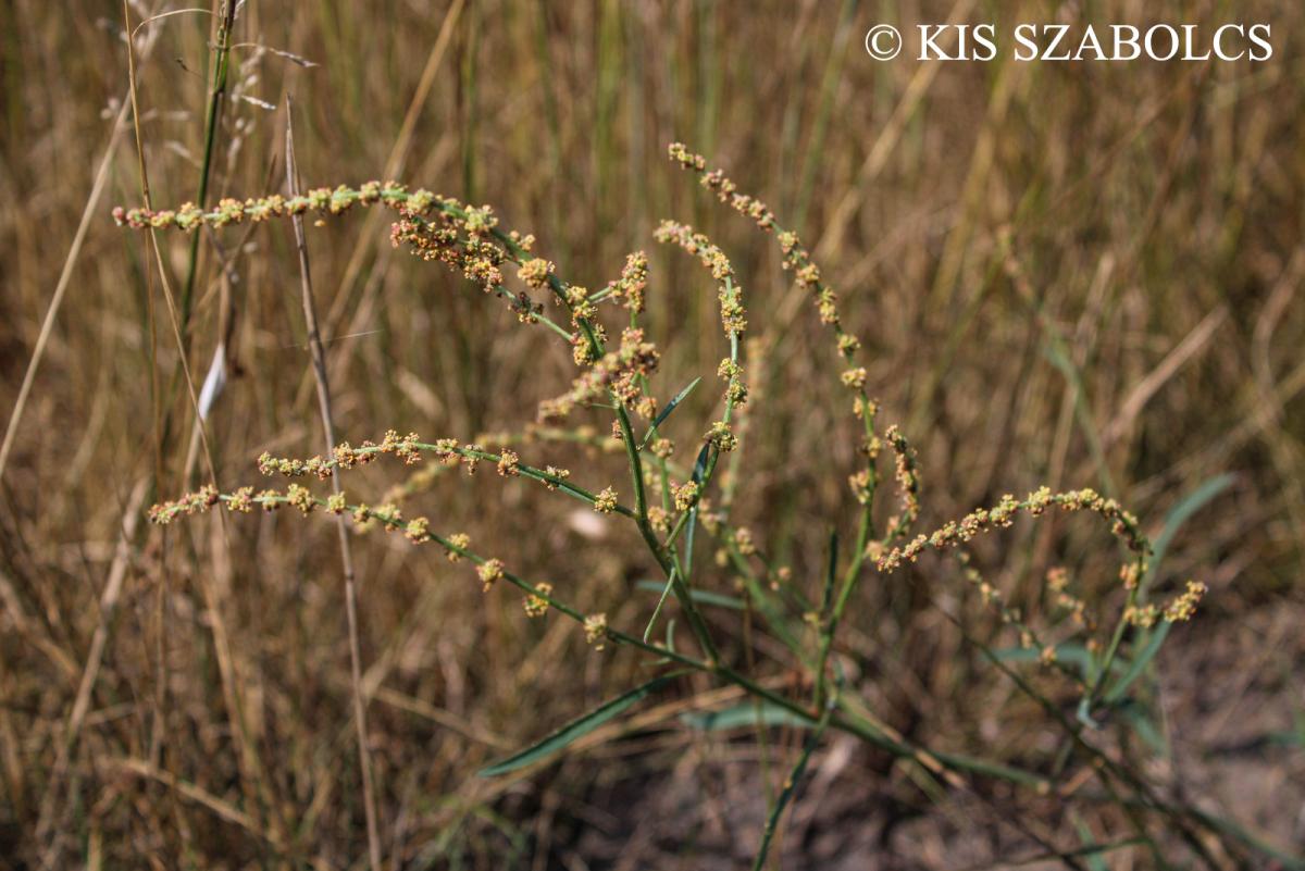 Atriplex littoralis L.