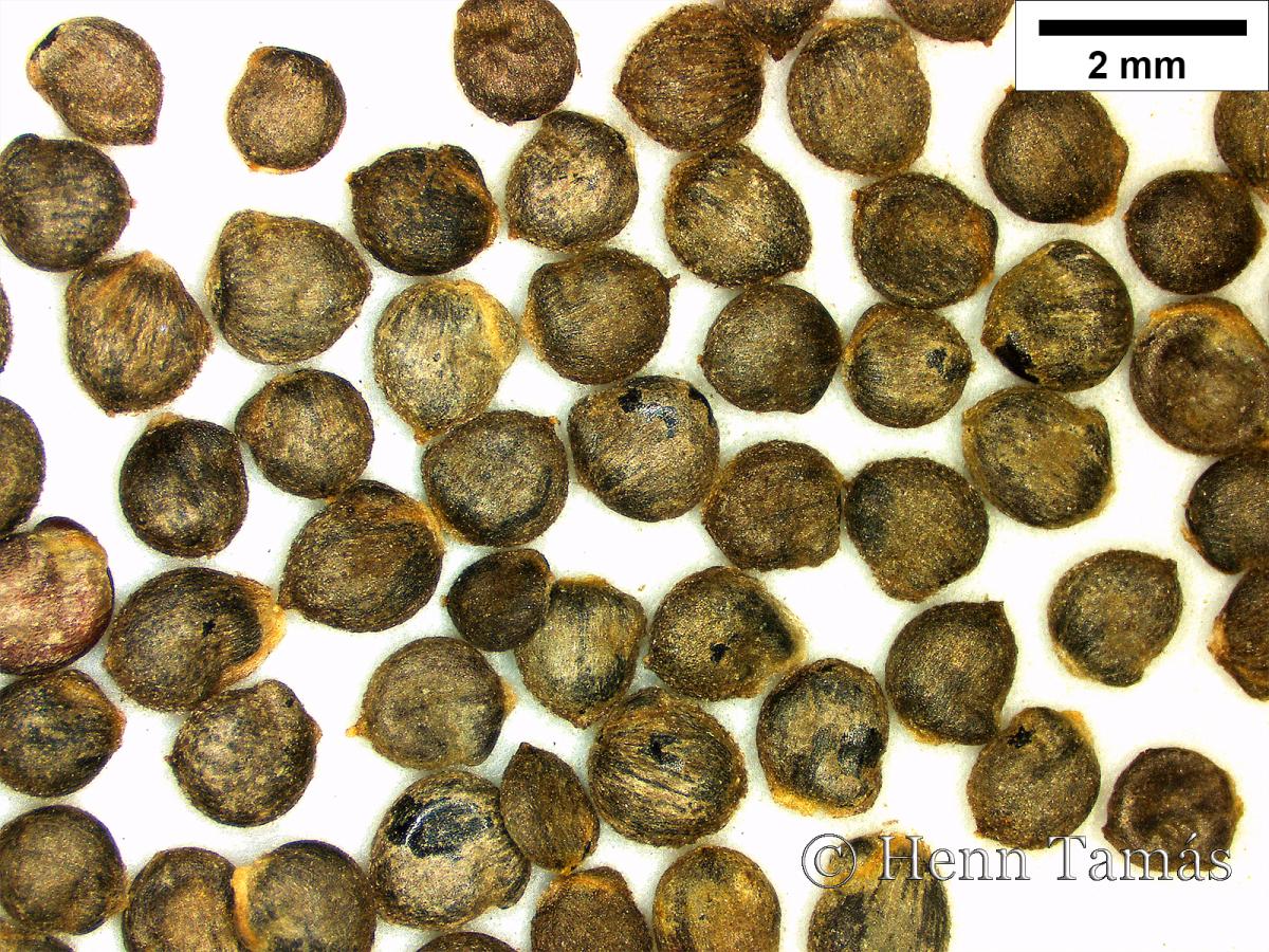 Atriplex micrantha C. A. Mey. in Ledeb.