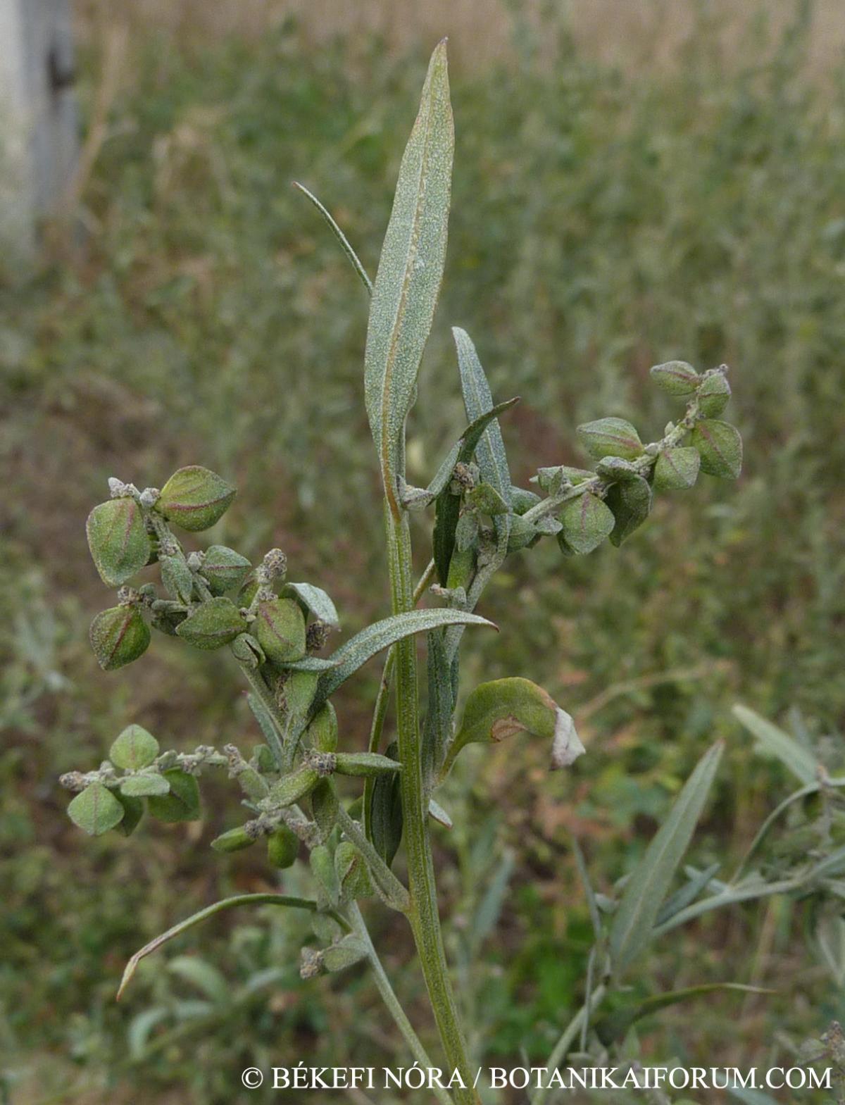 Atriplex oblongifolia Waldst. et Kit.
