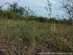 Atriplex oblongifolia Waldst. et Kit. 2.Kép