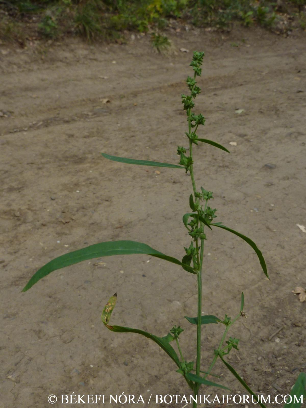 Atriplex patula L.