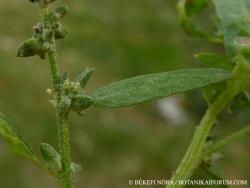 Atriplex patula L. 2.Image