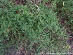Atriplex patula L. 3.Image
