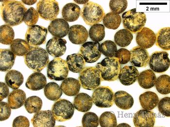 Atriplex patula L. 4.Image