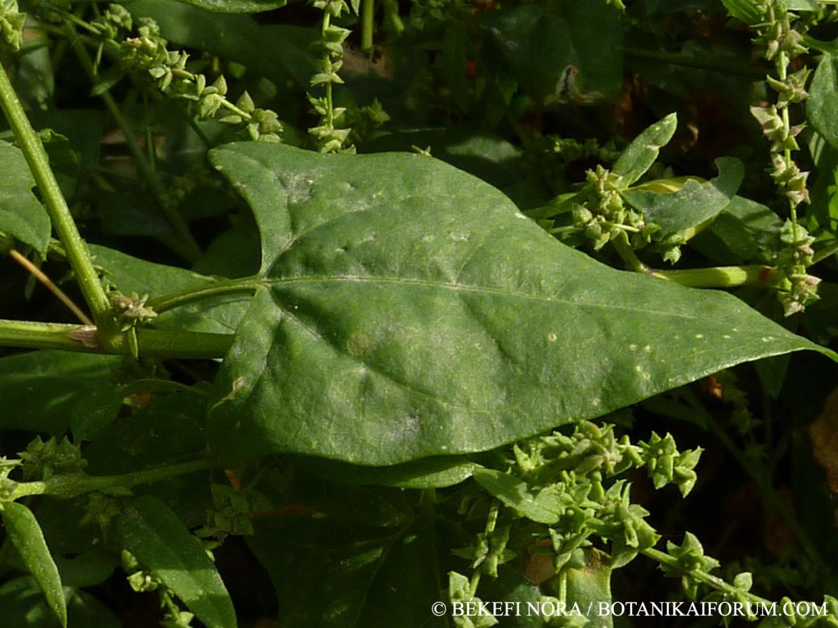 Atriplex prostrata Boucher