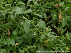 Atriplex prostrata Boucher 2.Image