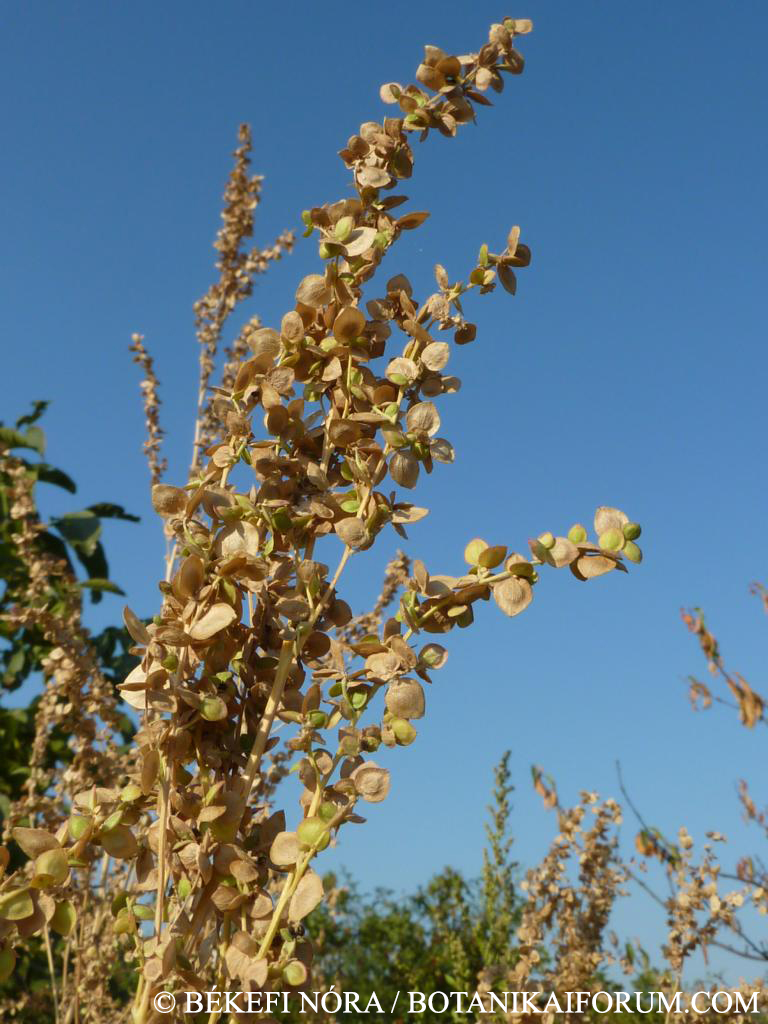 Atriplex sagittata Borkh.