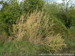 Atriplex sagittata Borkh. 2.Image