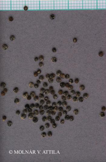 Atriplex sagittata Borkh. 4.Image