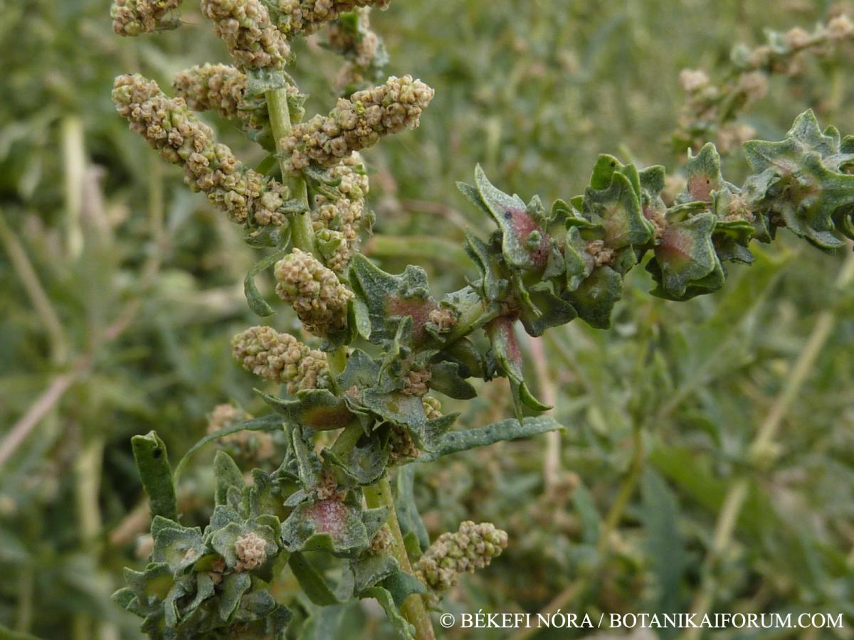 Atriplex tatarica L.