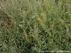 Atriplex tatarica L. 2.Image