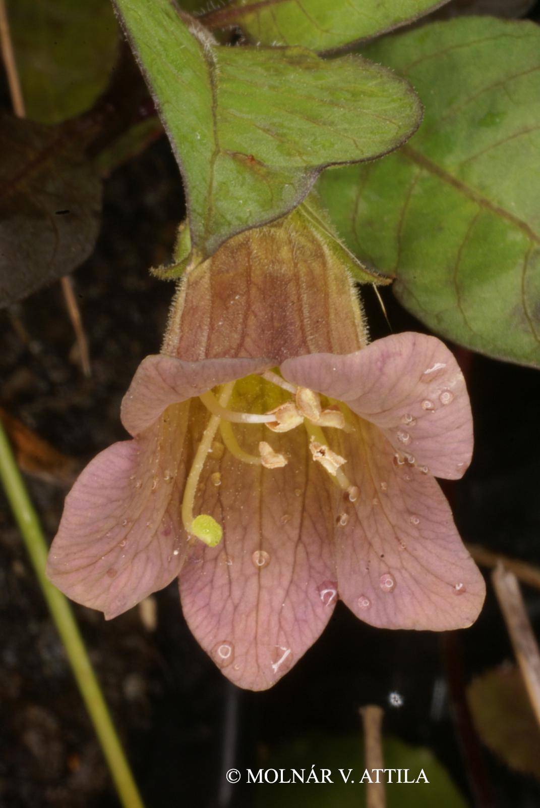 Atropa belladonna L.