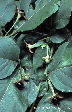 Atropa belladonna L. 2.Kép
