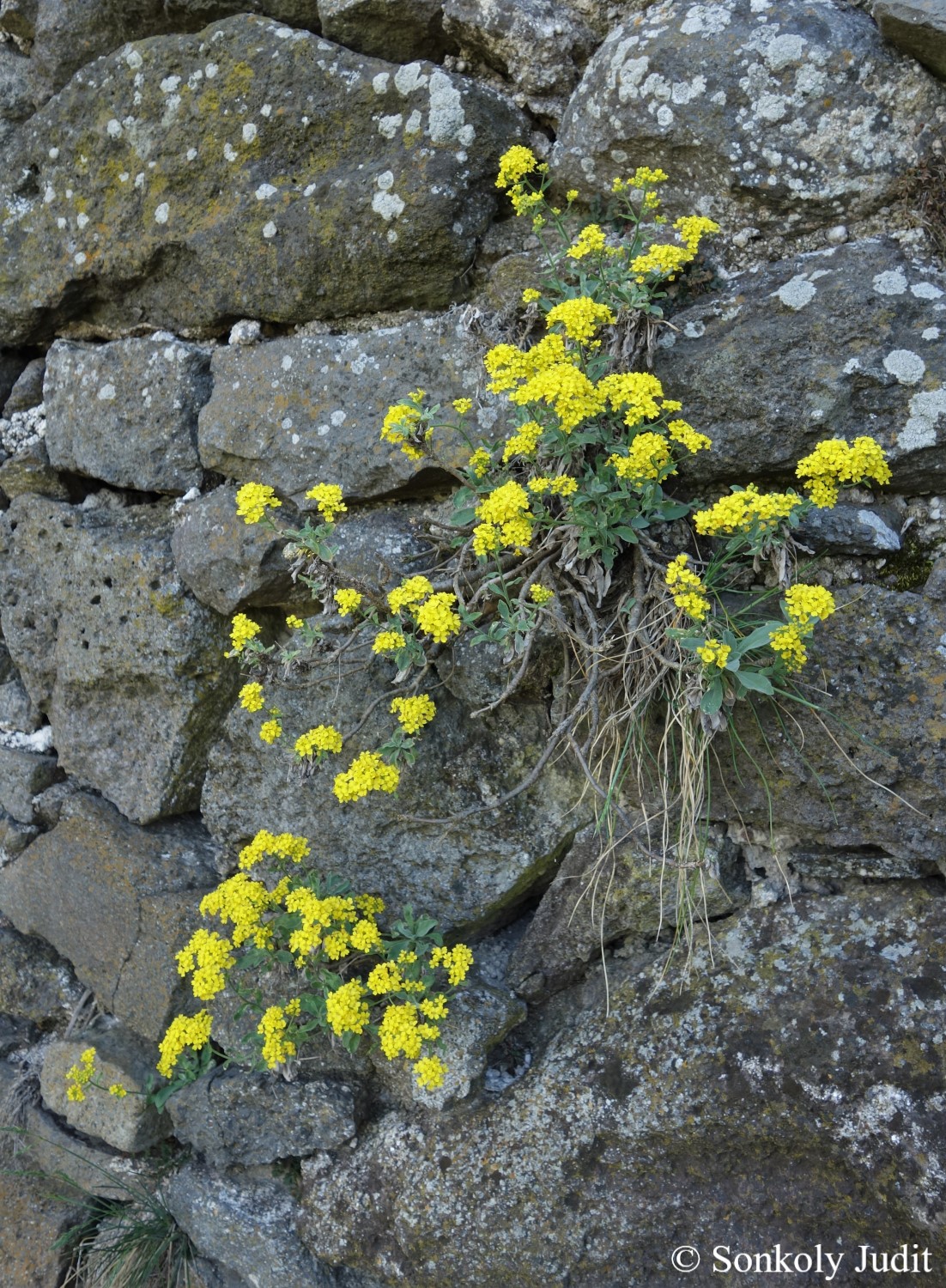 Aurinia saxatilis (L.) Desv.