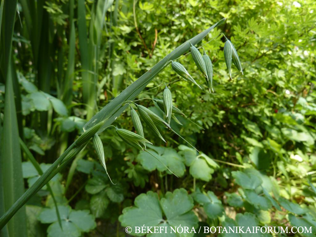 Avena sativa L.