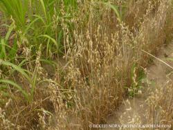 Avena sativa L. 2.Image