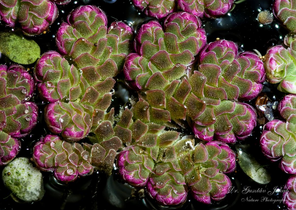 Azolla filiculoides Lam.