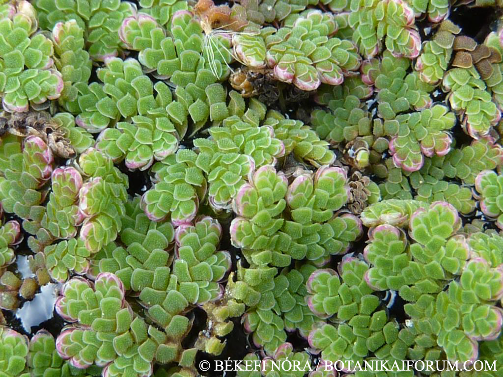 Azolla mexicana C. Presl