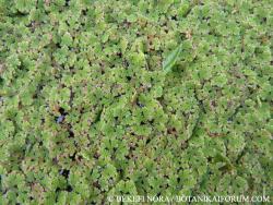 Azolla mexicana C. Presl 2.Kép