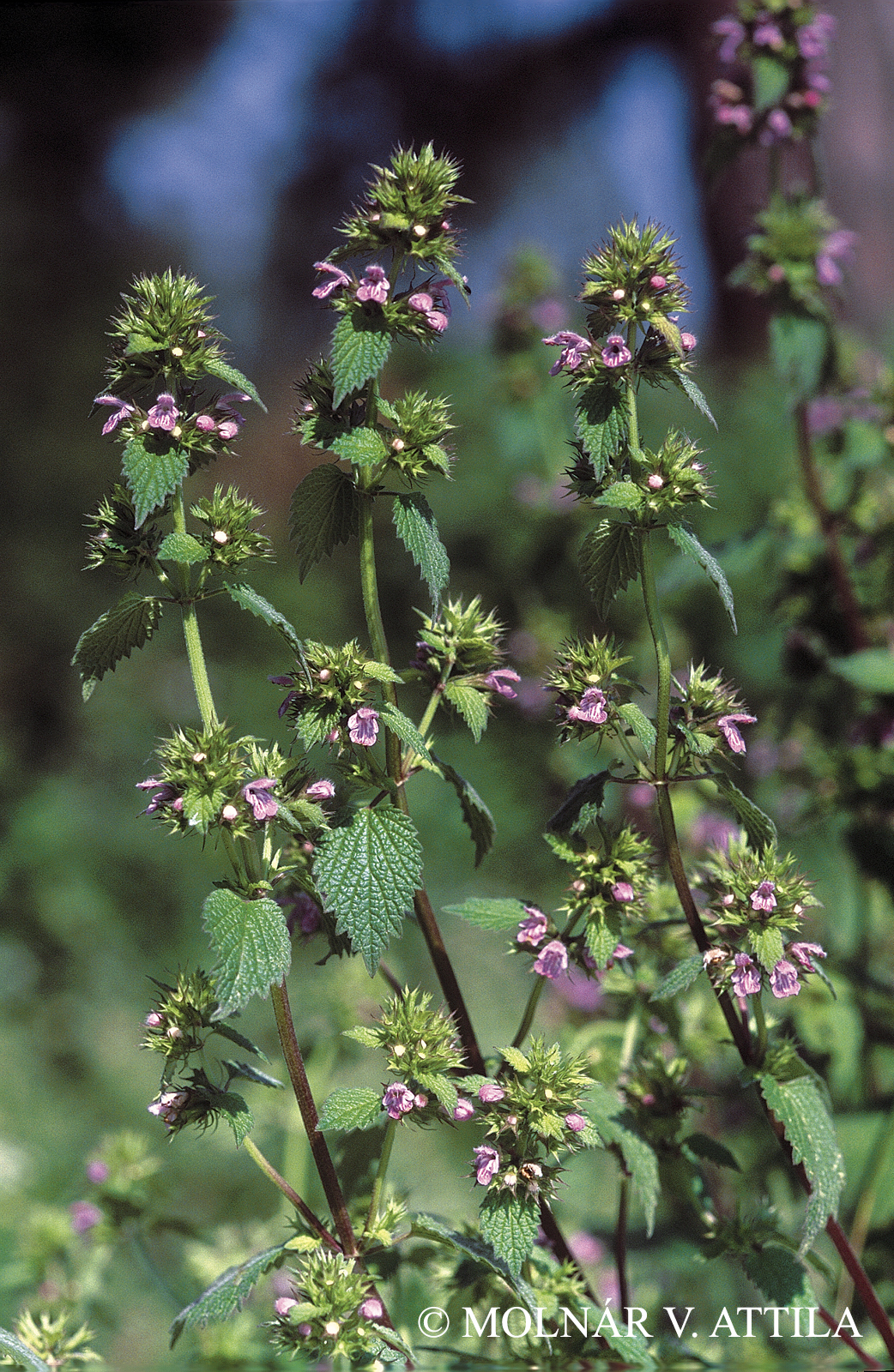 Ballota nigra L.