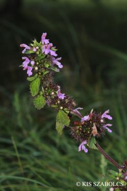 Ballota nigra L. 2.Image