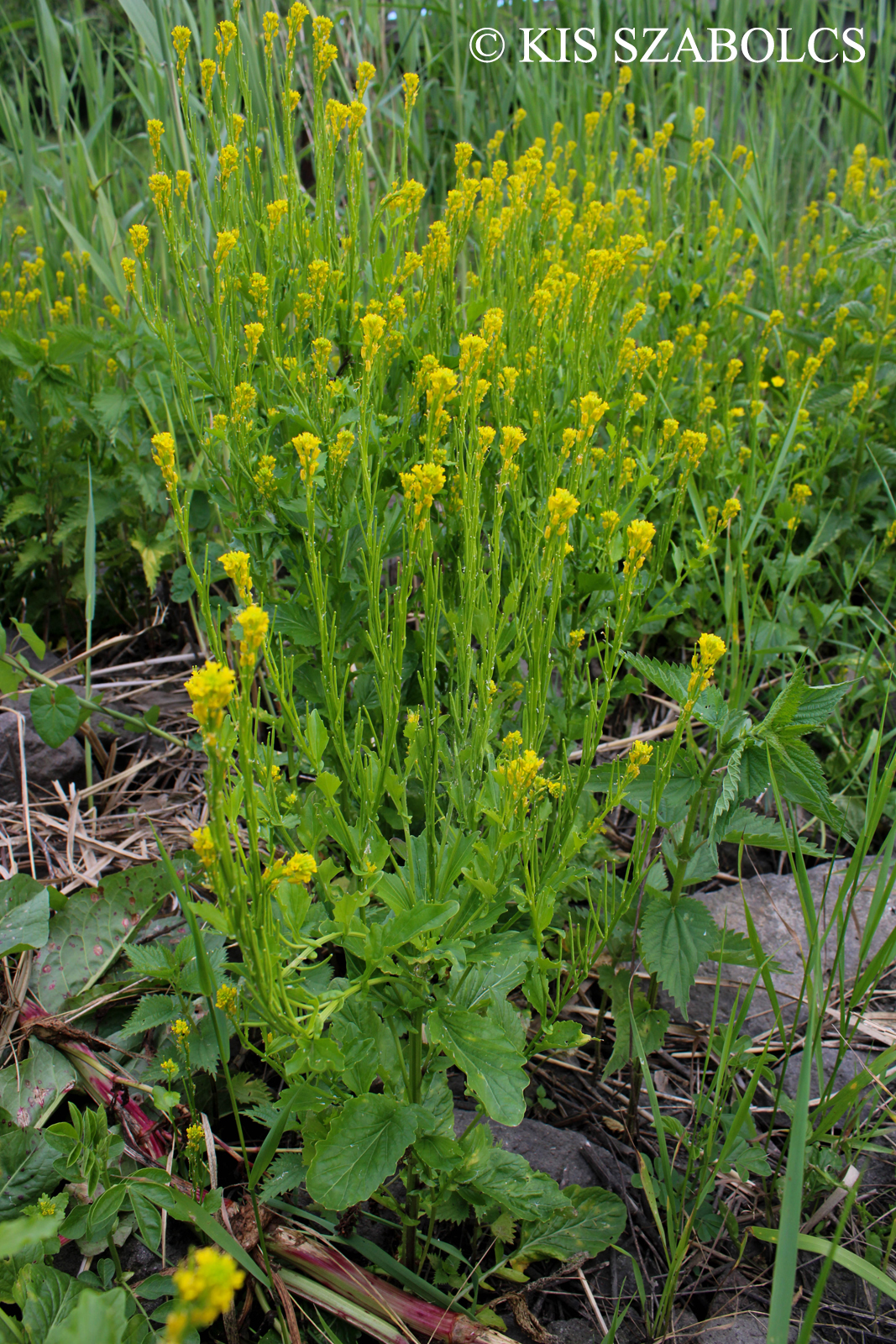 Barbarea stricta Andrz.