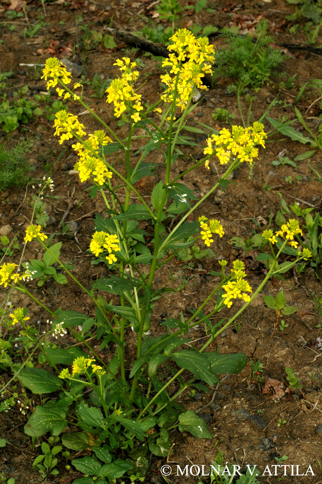 Barbarea vulgaris R. Br.