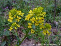 Barbarea vulgaris R. Br. 2.Image