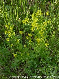 Barbarea vulgaris R. Br. 3.Image