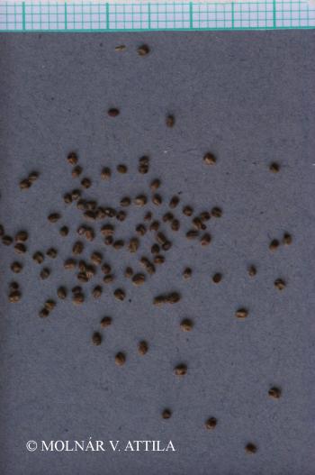 Barbarea vulgaris R. Br. 4.Image