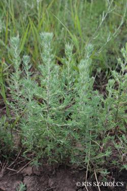 Bassia sedoides (Pall.) Asch. 2.Image