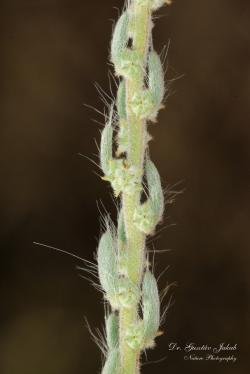 Bassia sedoides (Pall.) Asch. 3.Image
