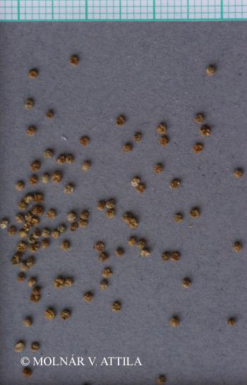 Bassia sedoides (Pall.) Asch. 4.Image