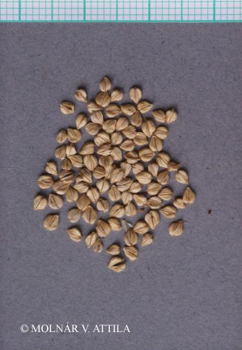 Beckmannia eruciformis (L.) Host 3.Image