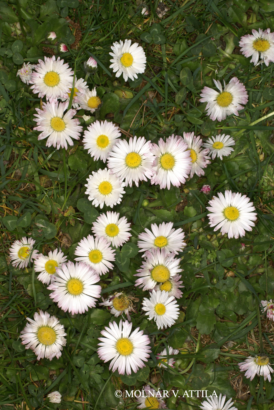 Bellis perennis L.