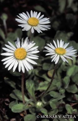 Bellis perennis L. 2.Image