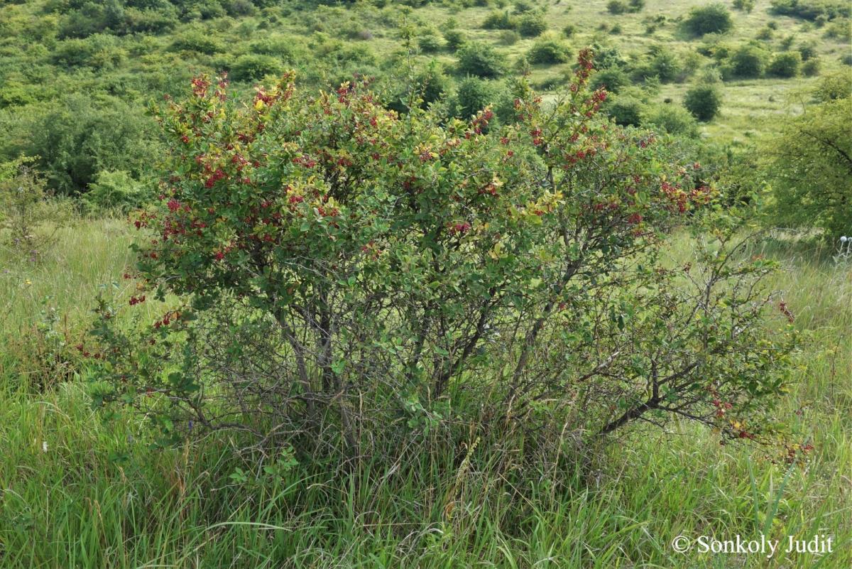 Berberis vulgaris L.