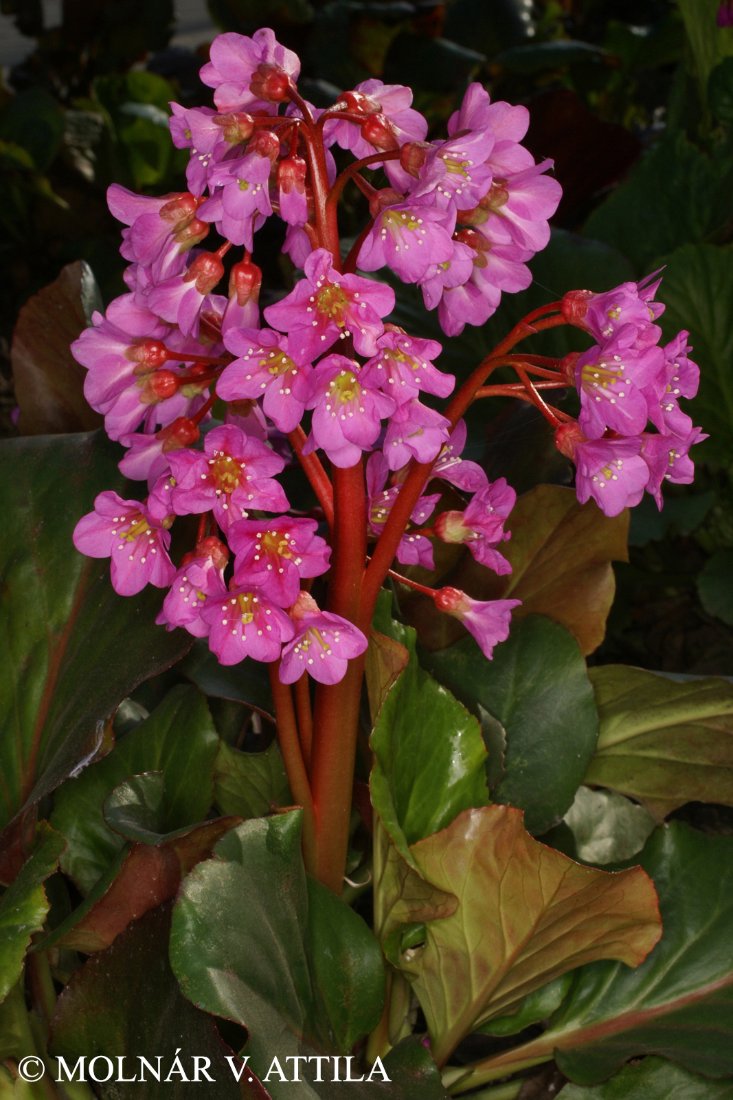 Bergenia crassifolia (L.) Fritsch