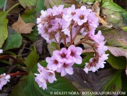 Bergenia crassifolia (L.) Fritsch 2.Image